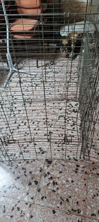 Jaula perro
