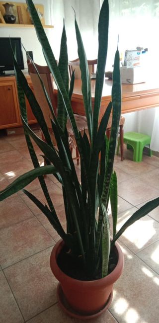 Planta Serpiente - Sansevieria