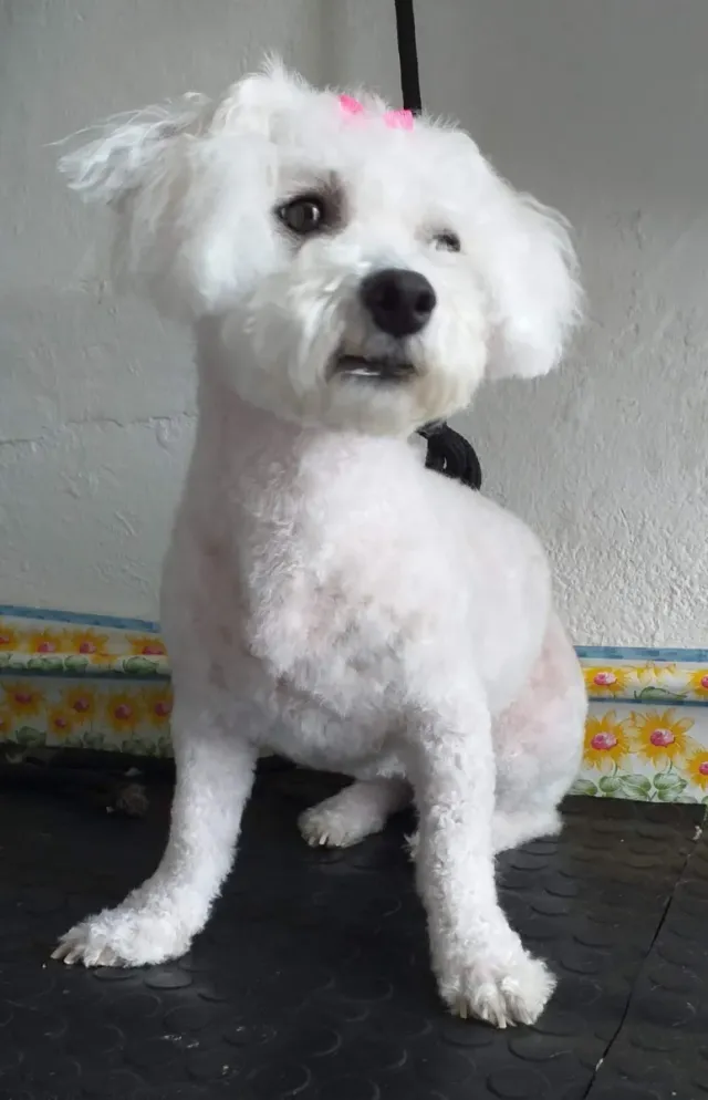 Peluquera canina Almenara