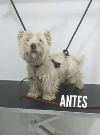 Peluquera canina Almenara