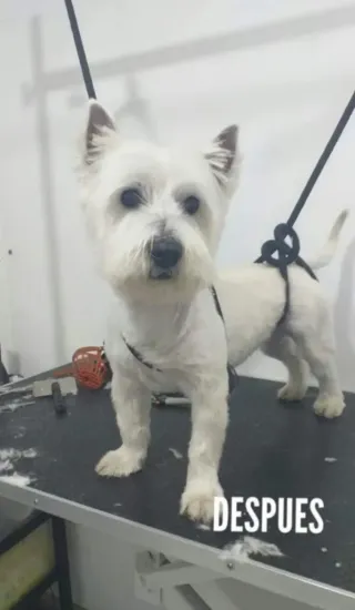 Peluquera canina Almenara