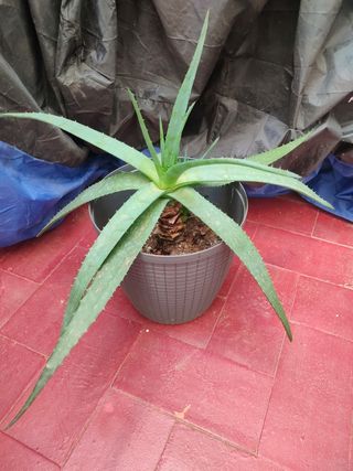 Cambio de plantas de int y ext en salamanca.