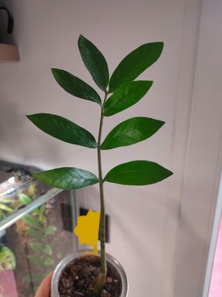 Cambio de plantas de int y ext en salamanca.