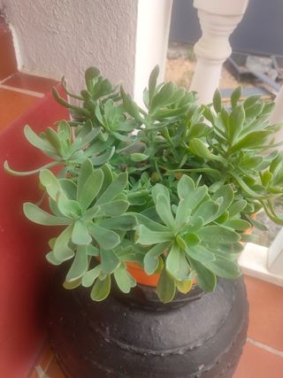 Cambio de plantas de int y ext en salamanca.