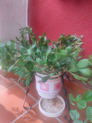 Cambio de plantas de int y ext en salamanca.