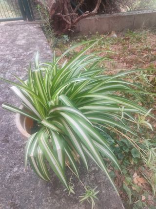 Cambio de plantas de int y ext en salamanca.