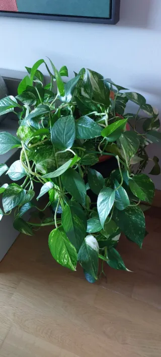 Planta Poto trepadora