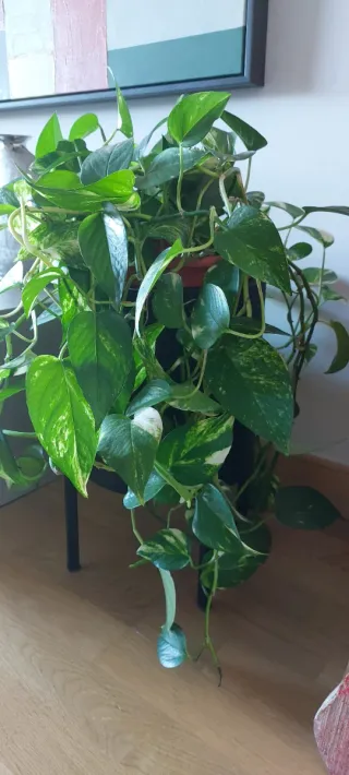 Planta Poto trepadora