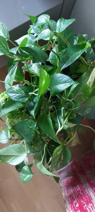 Planta Poto trepadora