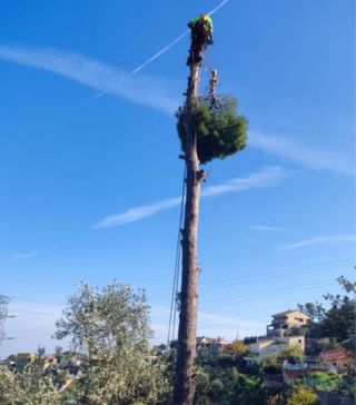 jardinero de poda de tala