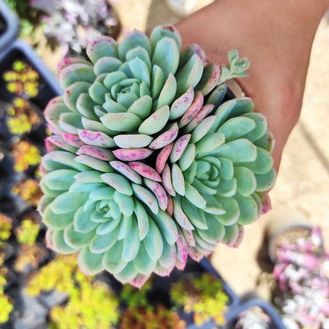 Echeveria Elegans mexican snowball 8 cm