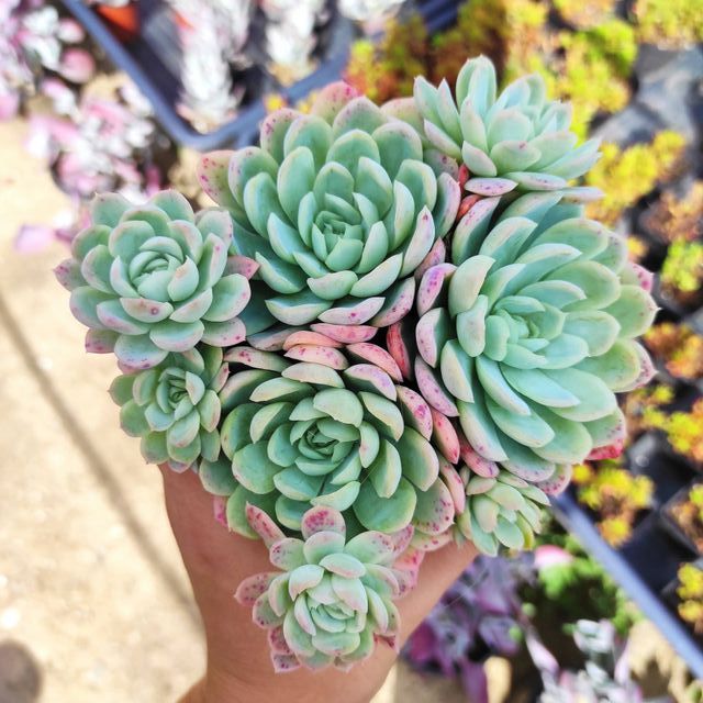 Echeveria Elegans mexican snowball 8 cm