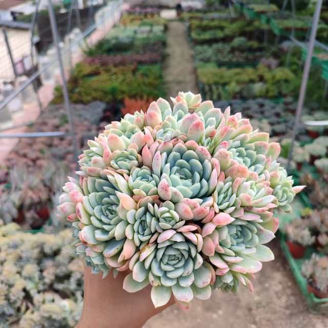 Echeveria Elegans mexican snowball 8 cm