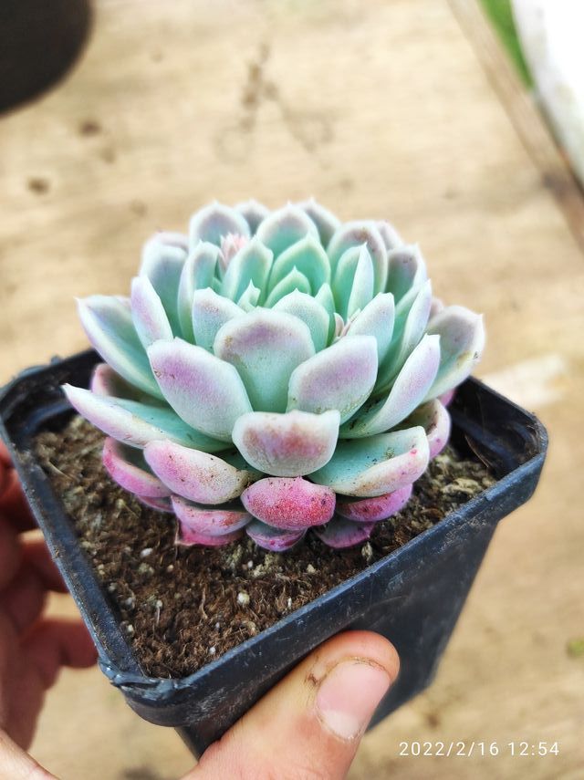 Echeveria Elegans mexican snowball 8 cm