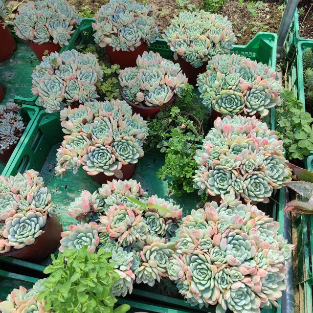 Echeveria Elegans mexican snowball 8 cm
