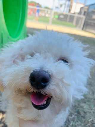 PASEO PERROS GRATIS EN MADRID POR VACACIONES