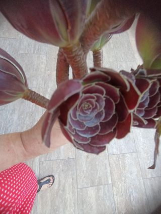 6 talee Aeonium Black Rose.Facili ad attecchire
