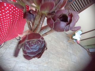 6 talee Aeonium Black Rose.Facili ad attecchire
