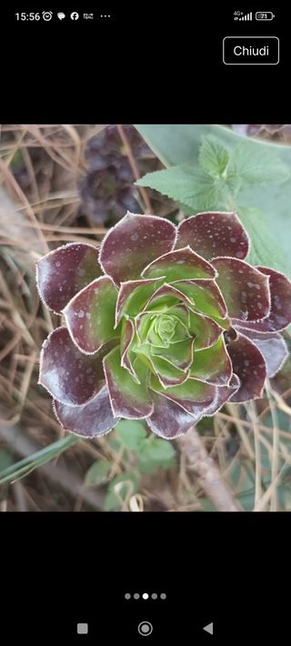 6 talee Aeonium Black Rose.Facili ad attecchire
