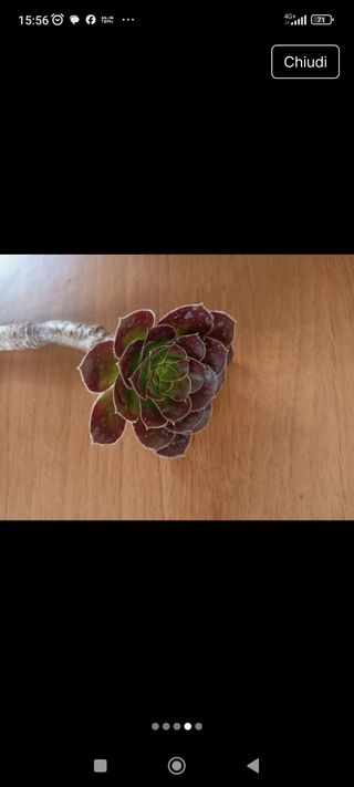 6 talee Aeonium Black Rose.Facili ad attecchire
