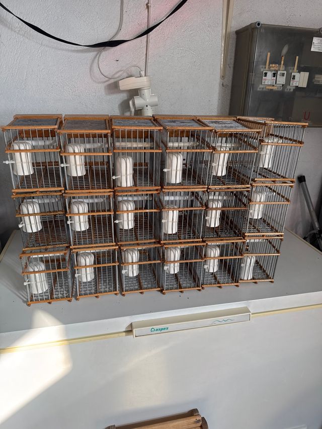 Jaulas Palanza Silvestrismo