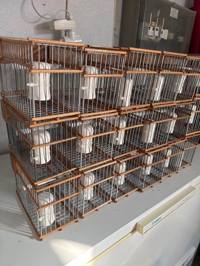 Jaulas Palanza Silvestrismo