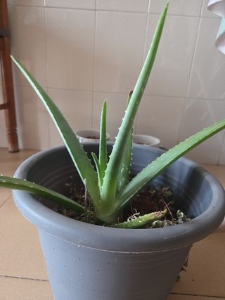 Planta de Áloe vera