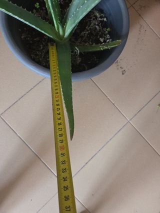 Planta de Áloe vera