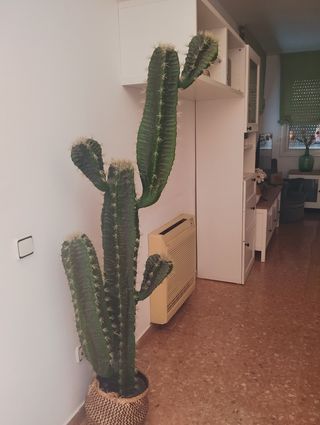 Cactus artificial grande - Decoración
