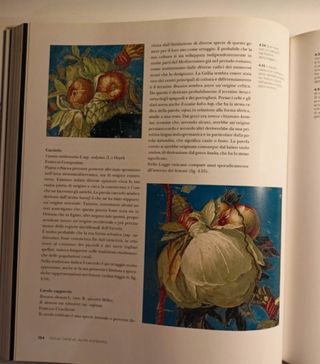 Raffaello e l'immagine della natura. La raffigu...