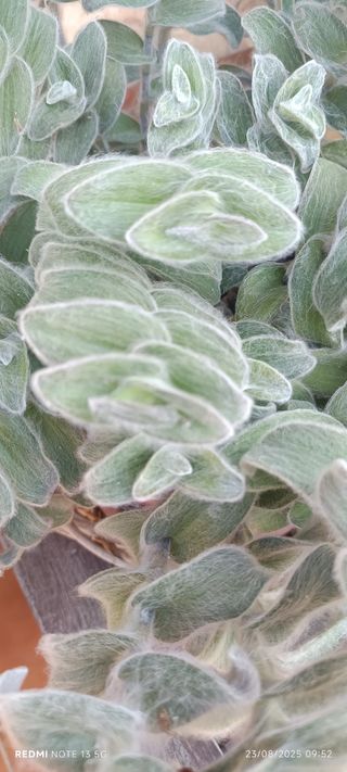 Planta Tradescantia,