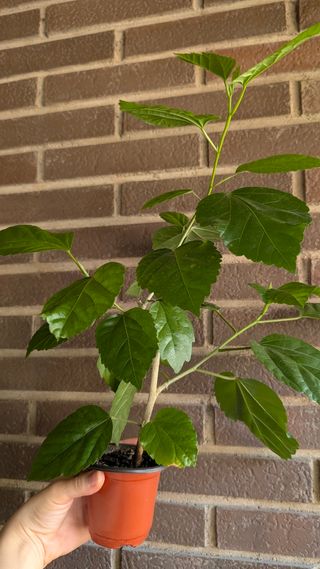 Hibiscus rosa-sinensis planta