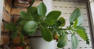 Kalanchoe - Planta suculenta