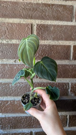 Philodendron Micans - Planta