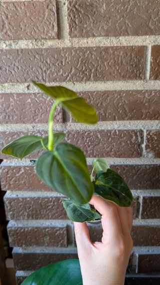 Philodendron Micans - Planta