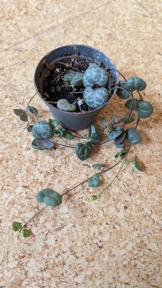 Ceropegia Woodii baby - maceta pequeña
