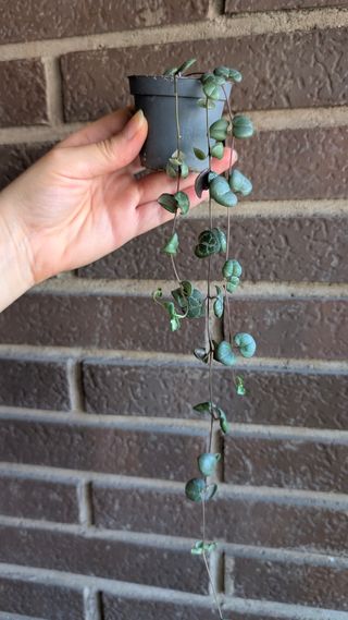 Ceropegia Woodii baby - maceta pequeña