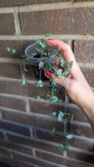 Ceropegia Woodii baby - maceta pequeña