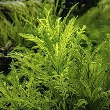 HYGROPHILA ODORA PLANTA ACUARIO