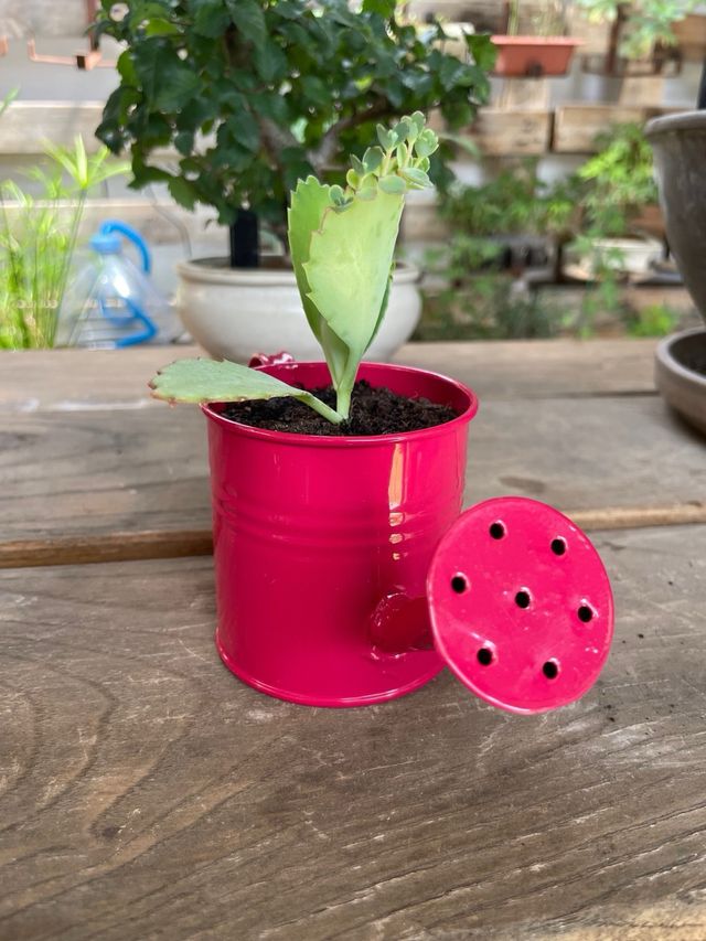 Kalanchoe mini-regadera rosa
