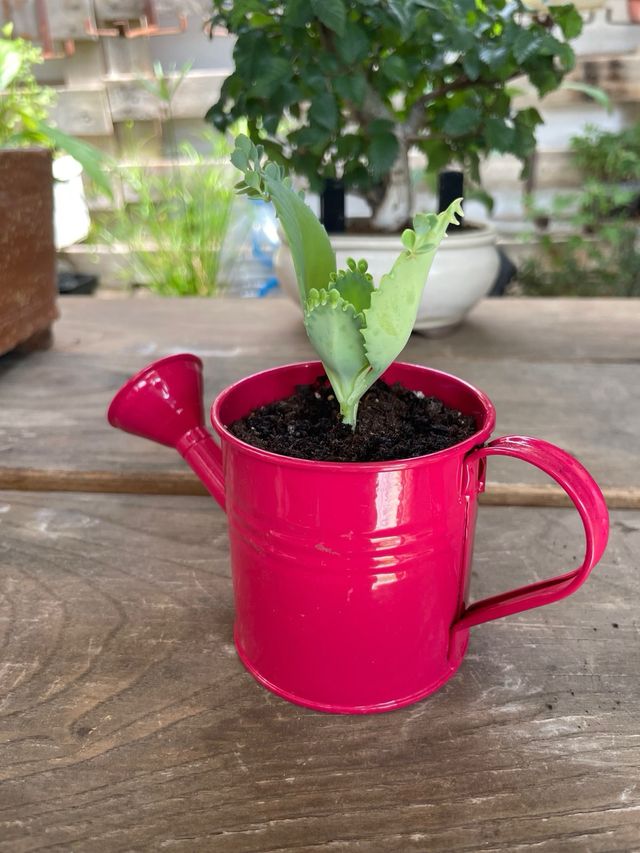 Kalanchoe mini-regadera rosa