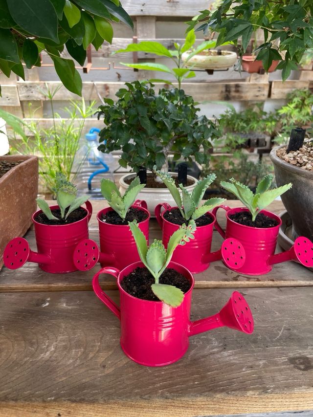 Kalanchoe mini-regadera rosa