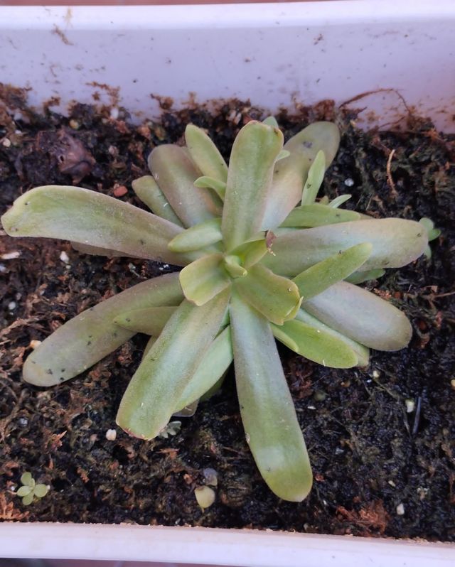 Planta Carnívora P. Aphrodite Principiantes