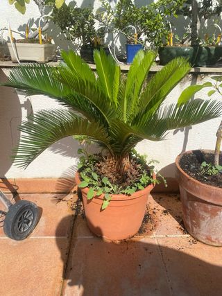 Cyca revoluta