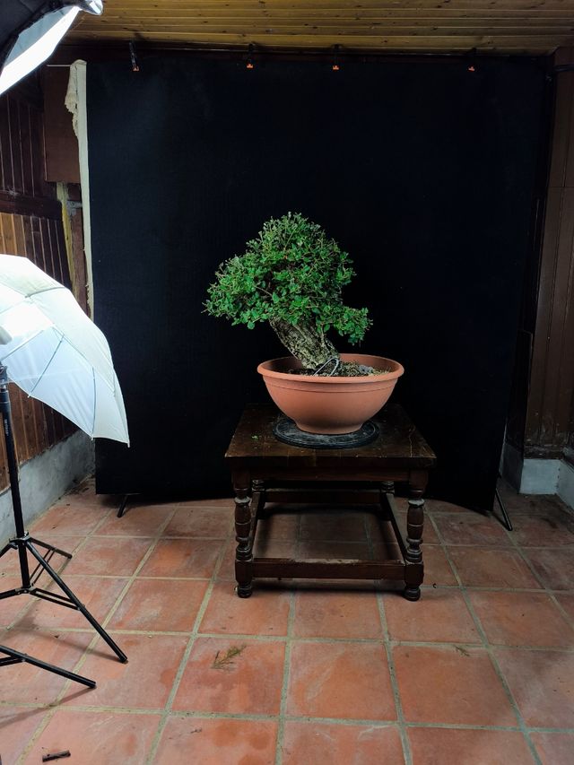 Bonsái Alcornoque - Espectacular