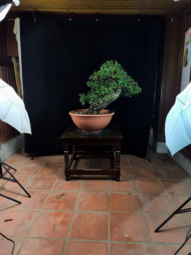 Bonsái Alcornoque - Espectacular