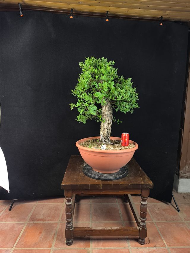 Bonsái Alcornoque - Espectacular