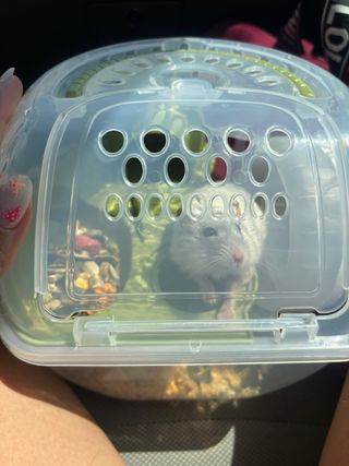 Jaula hamster transporte