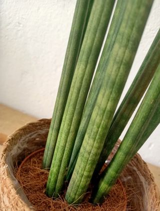 Sansevieria Cylindrica - Planta