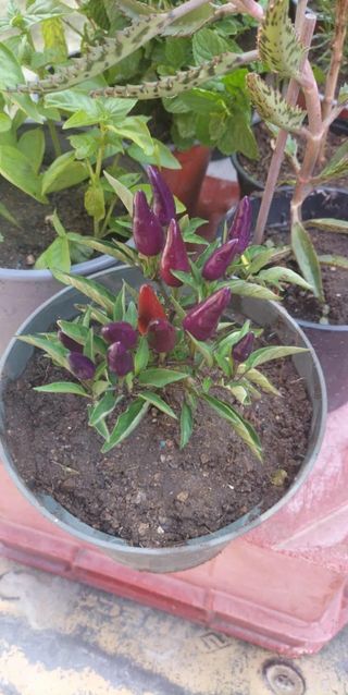 Plantas aromáticas: albahaca, etc.
